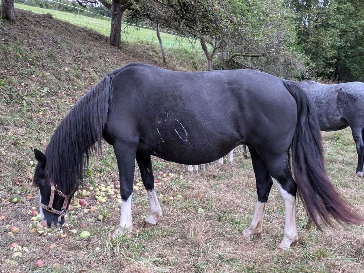 Criollo Merrie 15 Jaar 146 cm Zwart in Sommerkahl