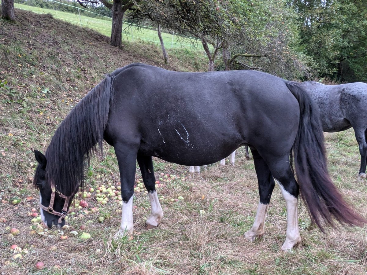 Criollo Merrie 16 Jaar 144 cm Zwart in Sommerkahl