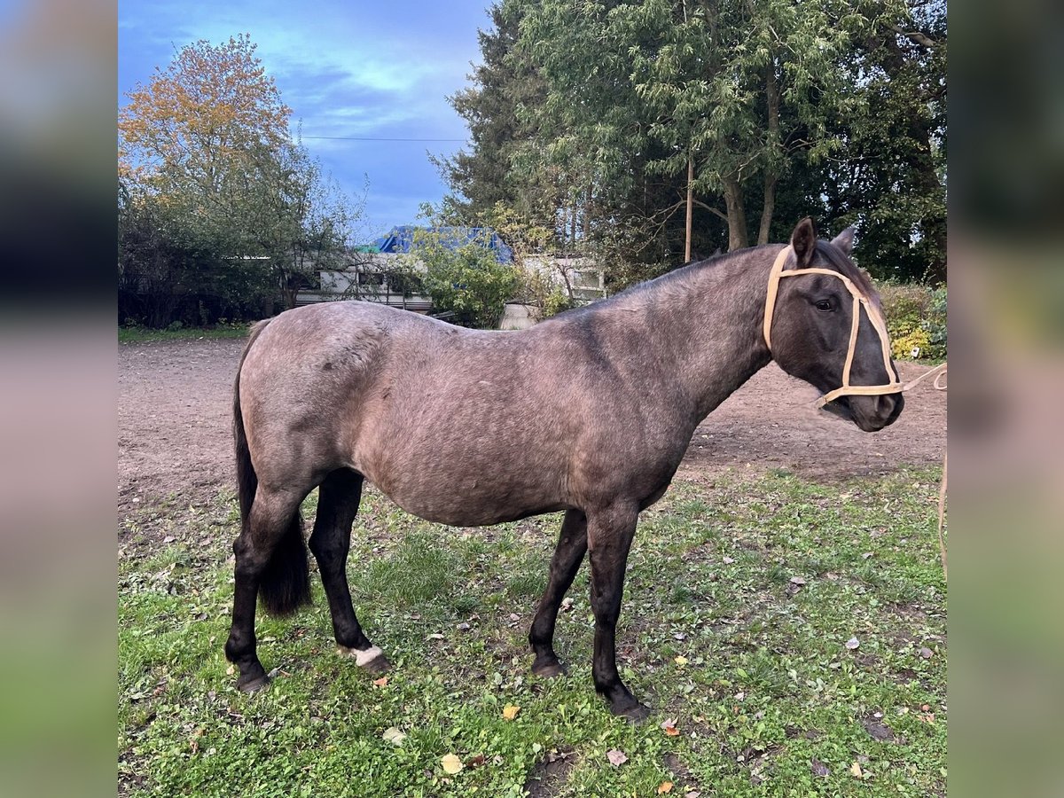 Criollo Merrie 19 Jaar 147 cm Grullo in Brünzow