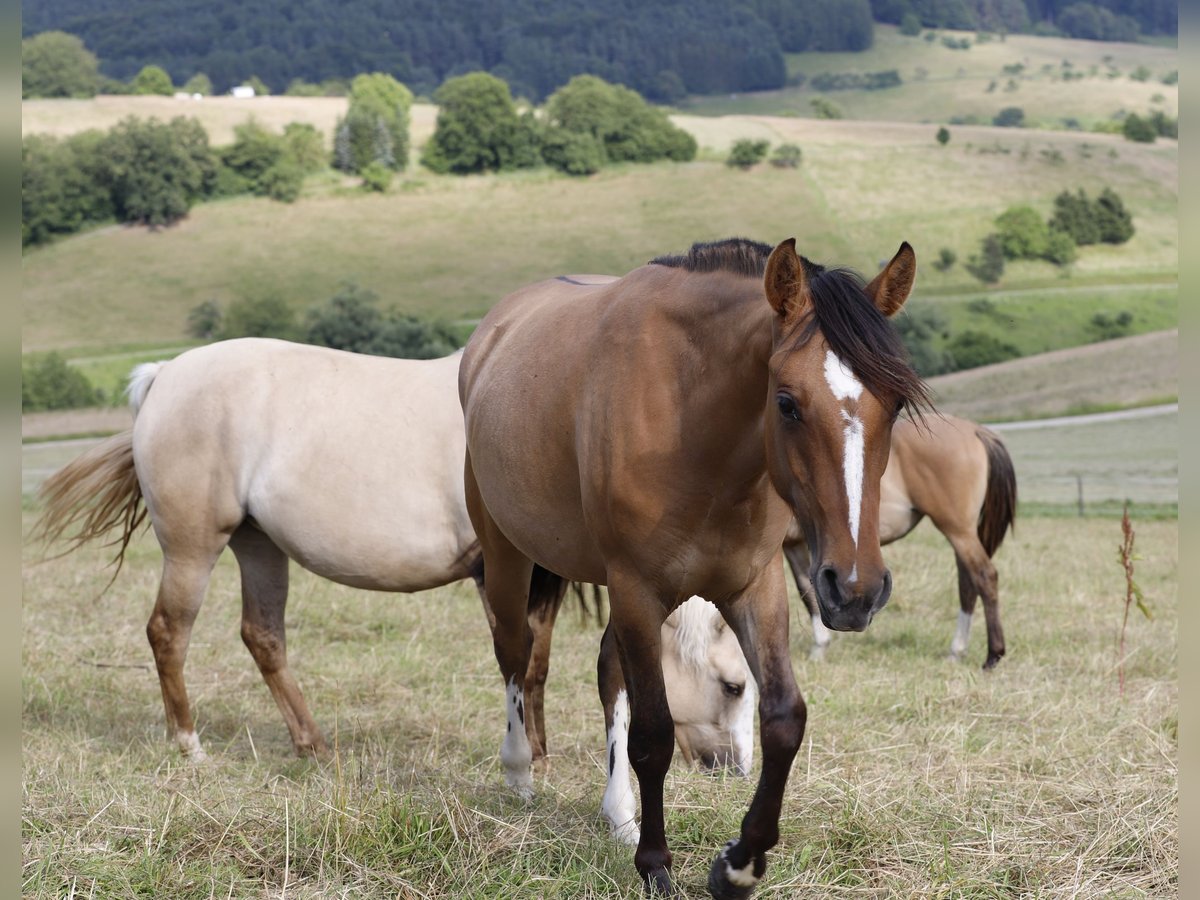 Criollo Merrie 2 Jaar 138 cm Falbe in Heimbuchenthal