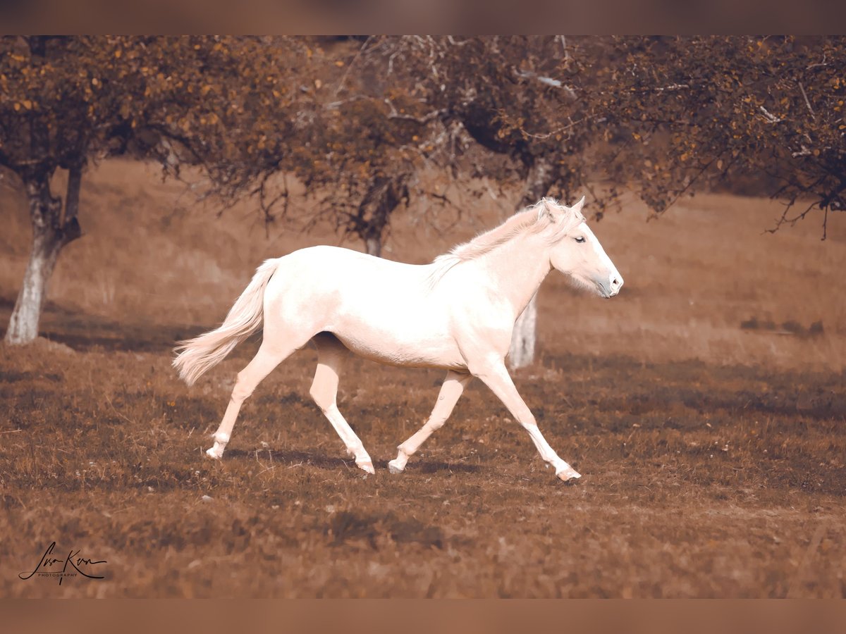 Criollo Merrie 2 Jaar 140 cm Palomino in Heimbuchenthal