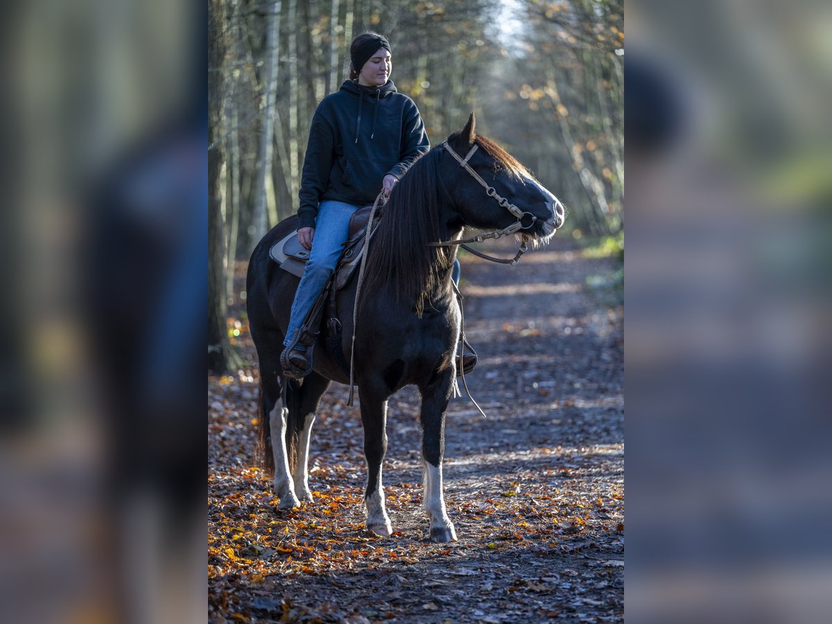 Criollo Merrie 7 Jaar 142 cm Brown Falb schimmel in Huijbergen