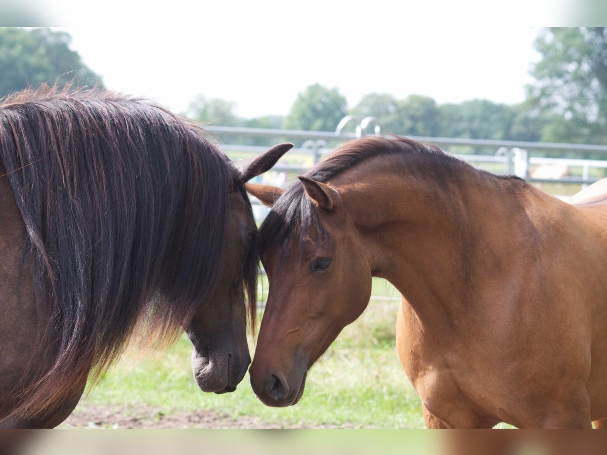 Criollo Mix Merrie 9 Jaar 143 cm Falbe in Ribbesbüttel