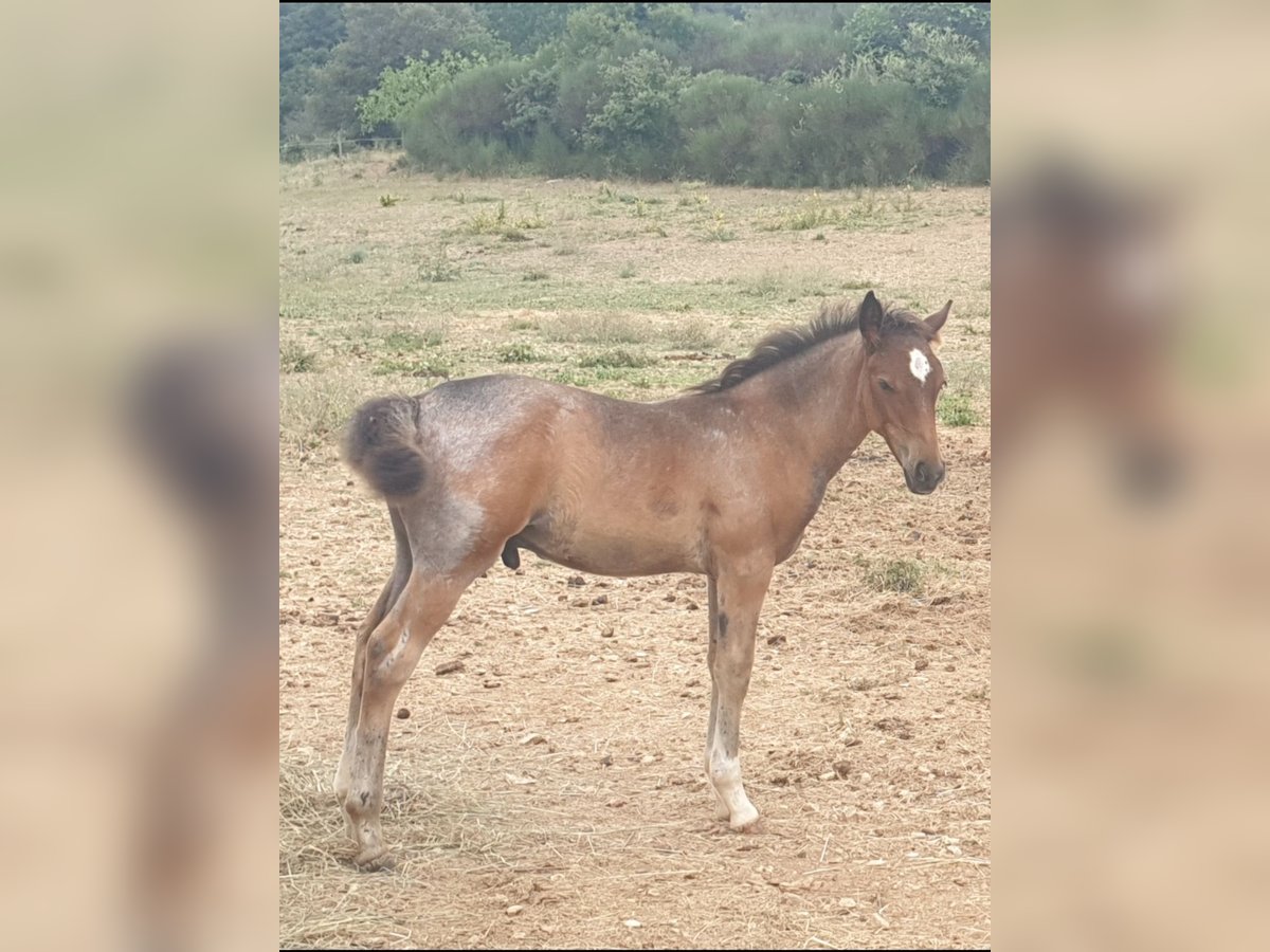 Criollo Ogier Źrebak (05/2025) 145 cm Gniadodereszowata in Montgaillard