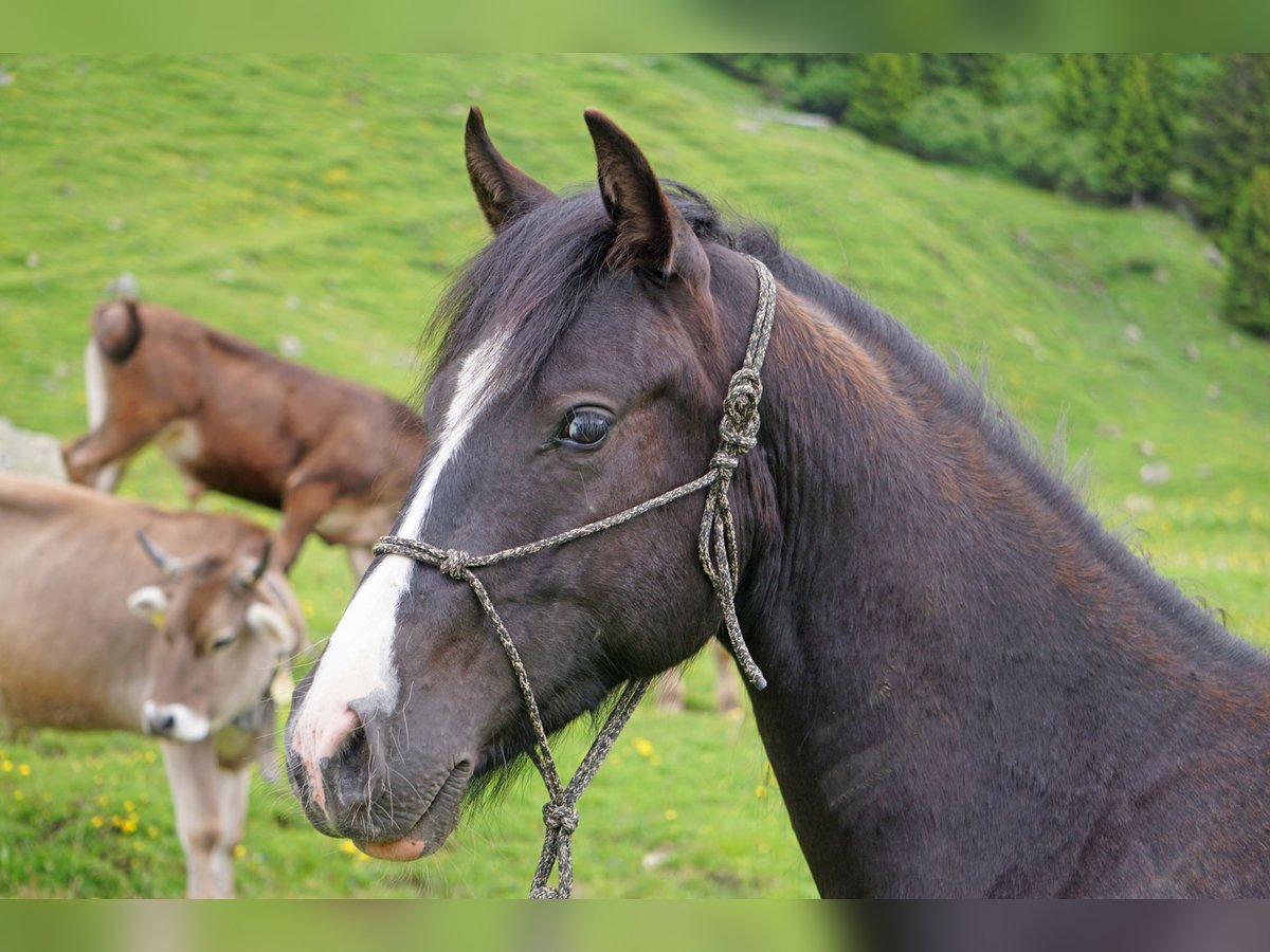 Criollo Ruin 2 Jaar Gevlekt-paard in Tinizong