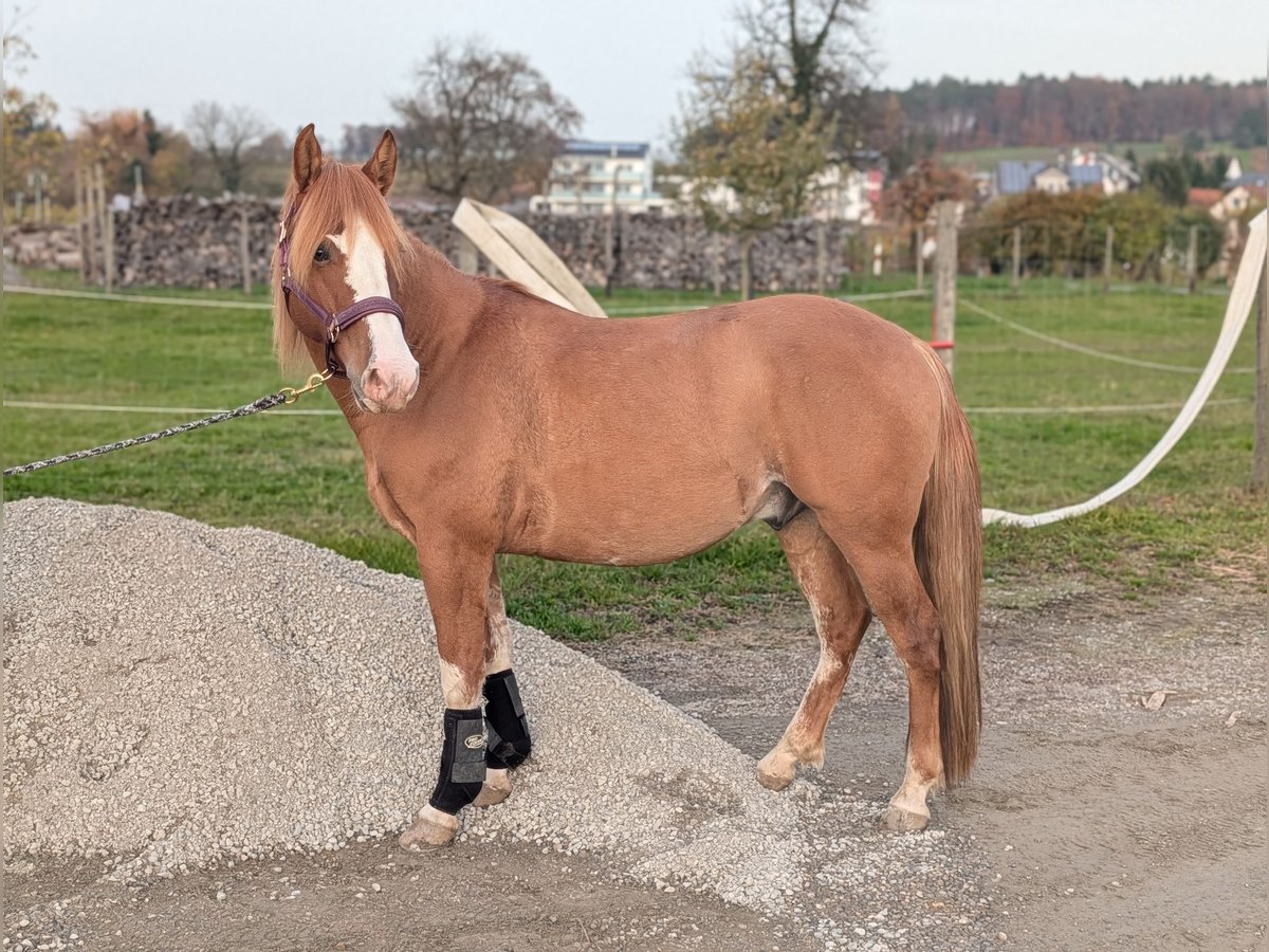 Criollo Mix Ruin 3 Jaar 144 cm Red Dun in Kressbronn am Bodensee