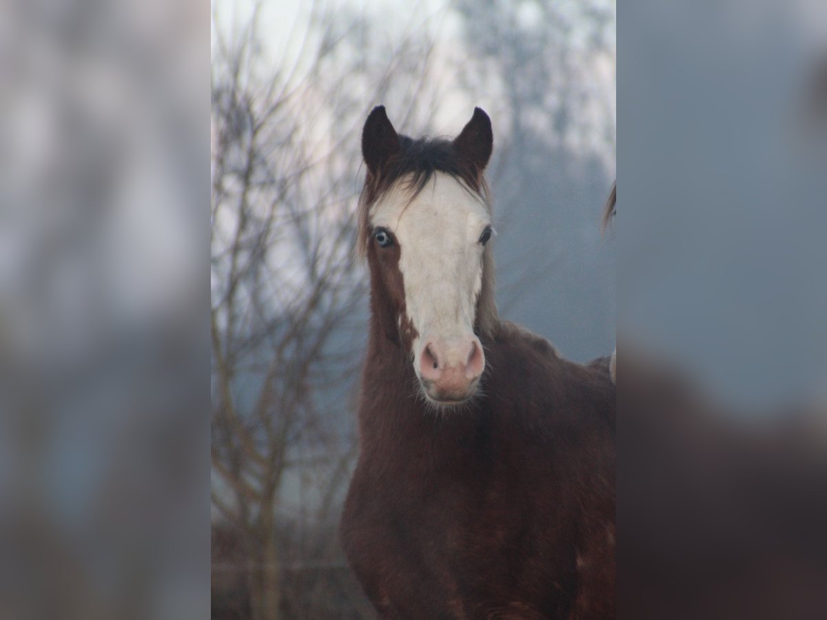 Criollo Stallion 1 year 14,1 hh Overo-all-colors in Gailingen am Hochrhein