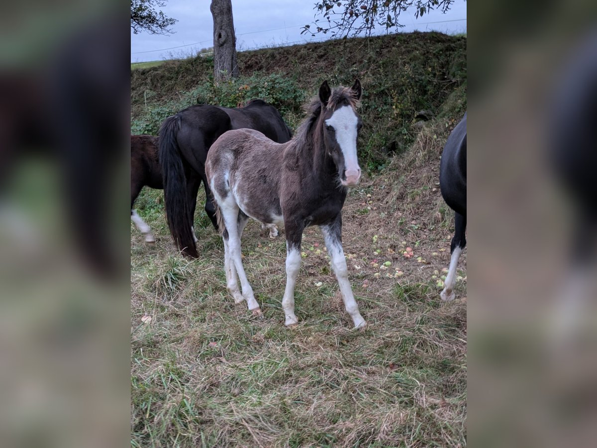 Criollo Stallion 1 year 15,1 hh Overo-all-colors in sommerkahl