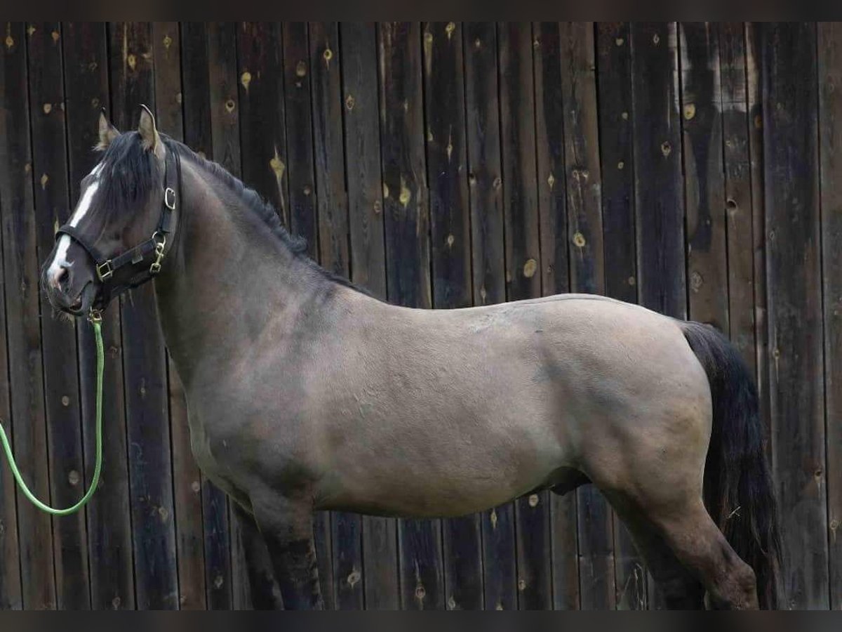 Criollo Stallion 6 years 14,2 hh Dun in Gelchsheim