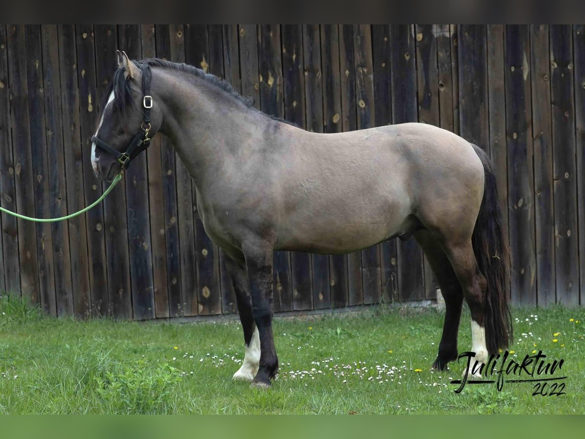 Criollo Stallion 6 years 15 hh Dun in Gelchsheim