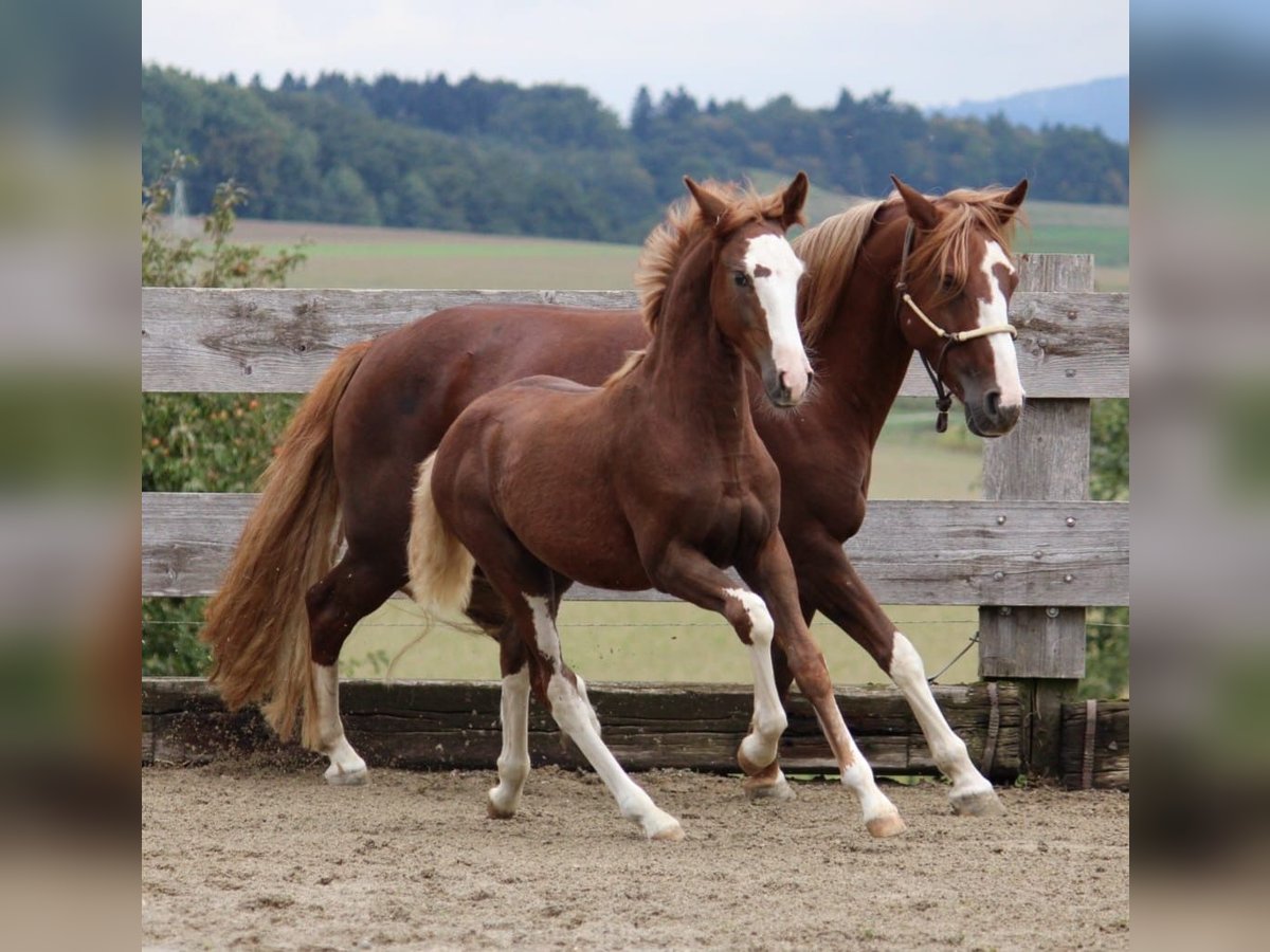 Criollo Stallion Foal (05/2025) 13,3 hh Chestnut in Mengen