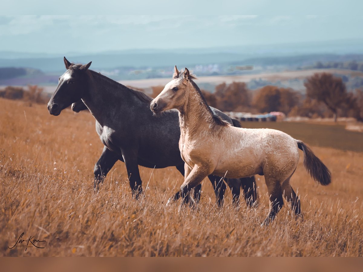 Criollo Stallion Foal (05/2024) 14,1 hh Buckskin in Heimbuchenthal