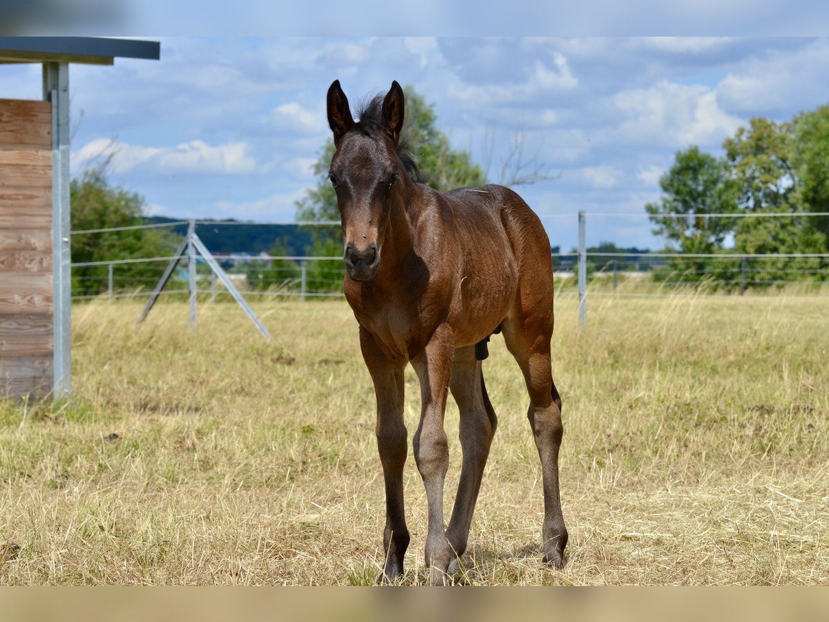 Criollo Stallion  14,1 hh Brown in Theres