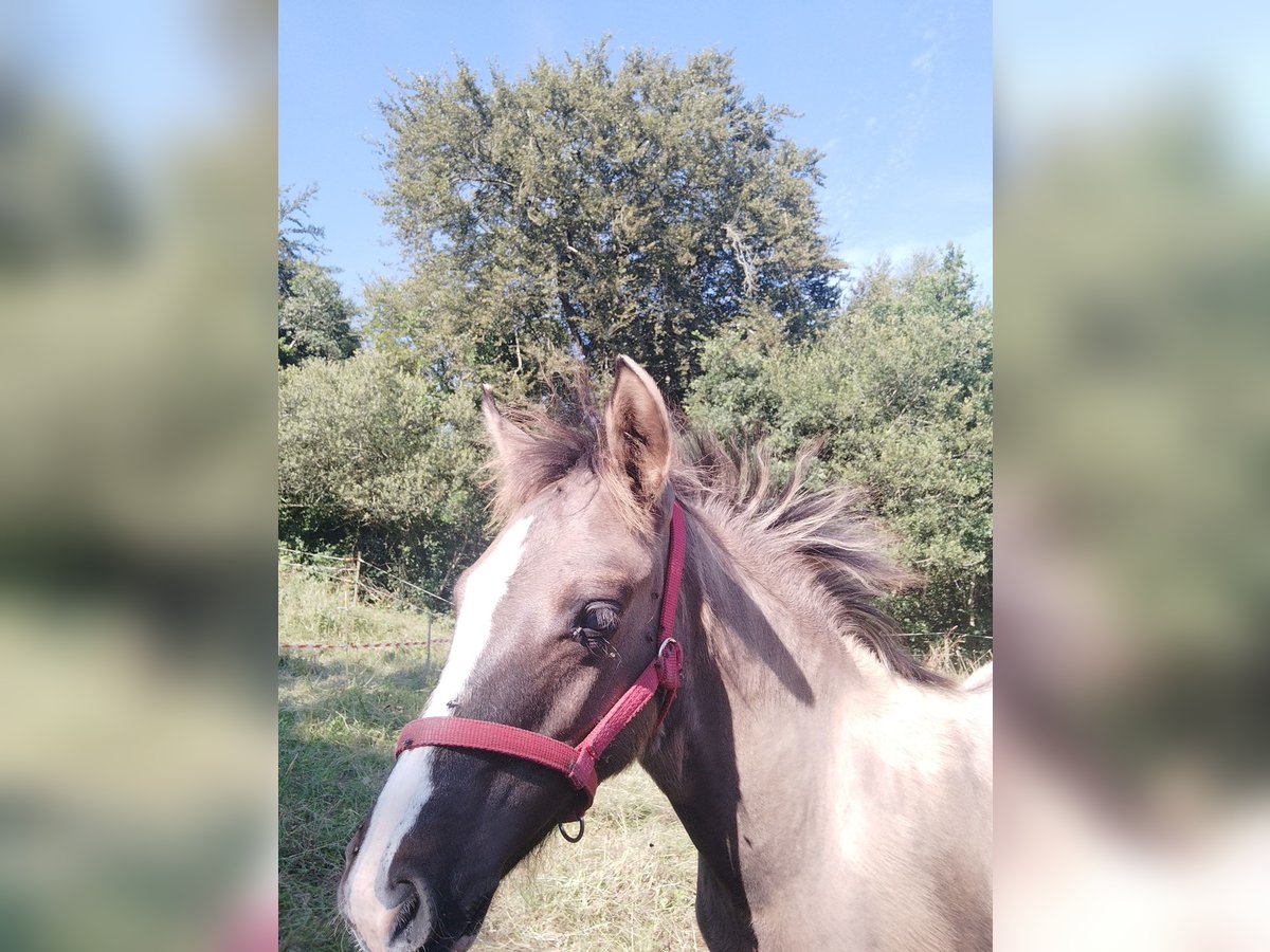 Criollo Stallion  14,1 hh Grullo in Commana