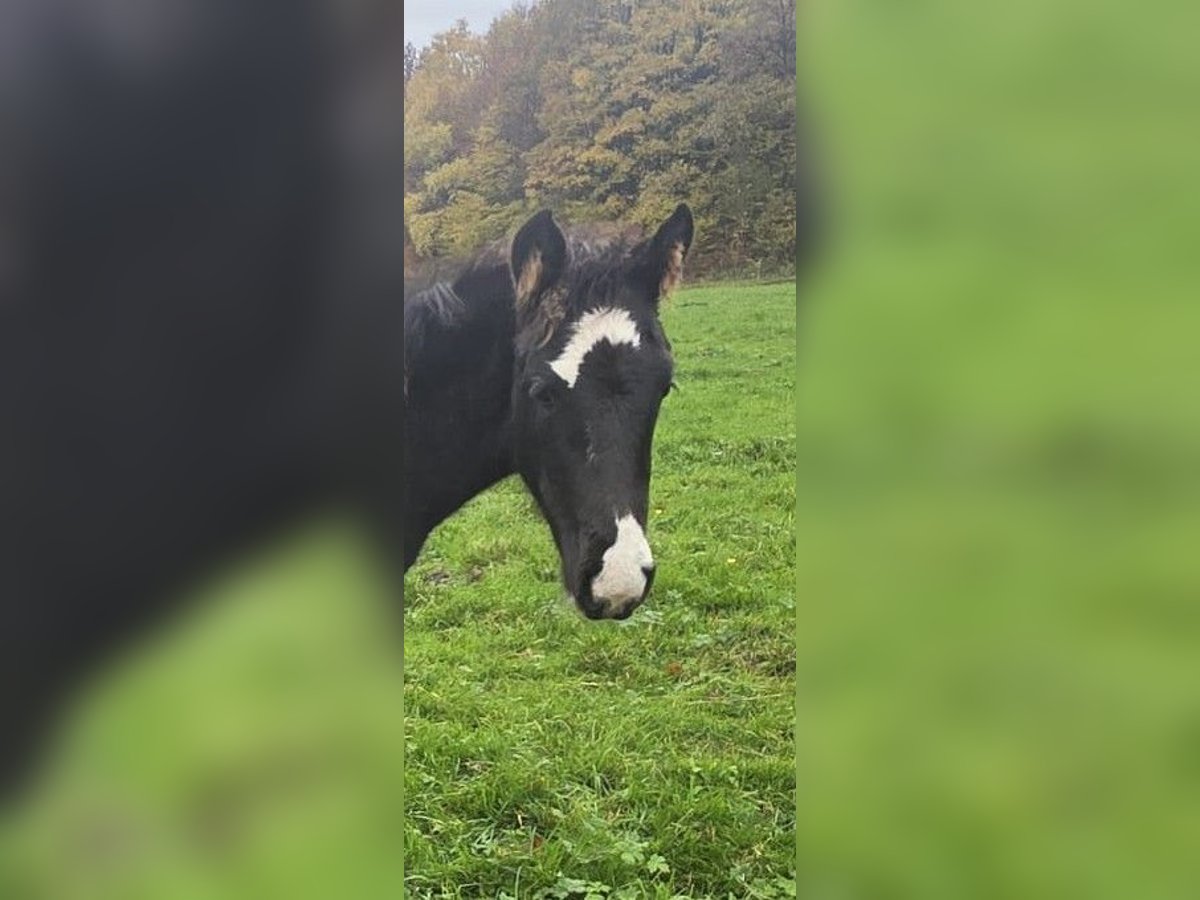 Criollo Stallion Foal (06/2025) 14,2 hh Black in Sommerkahl