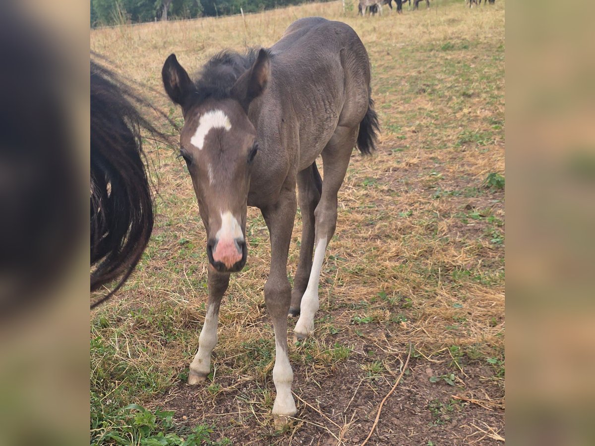 Criollo Stallion Foal (06/2025) 14,2 hh Grullo in Sommerkahl