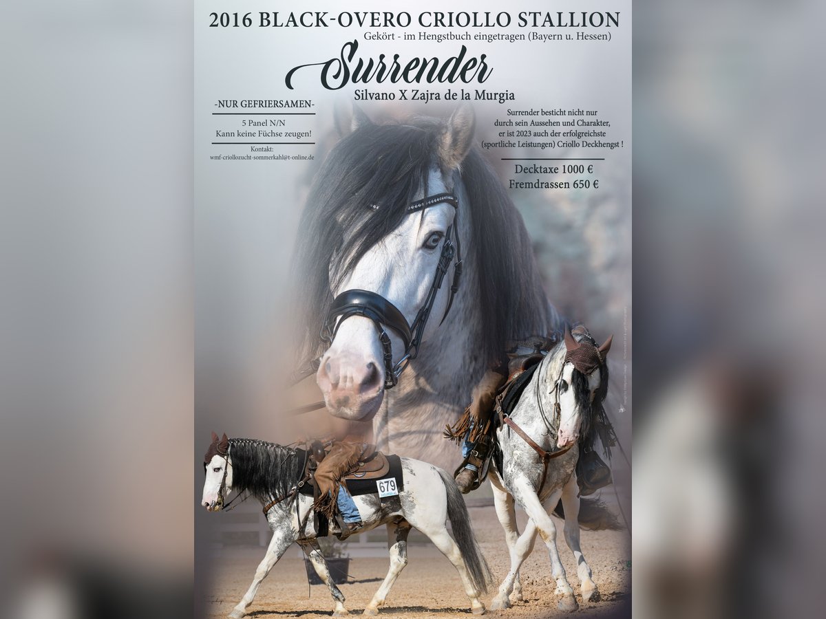 Criollo Stallion Overo-all-colors in Sommerkahl