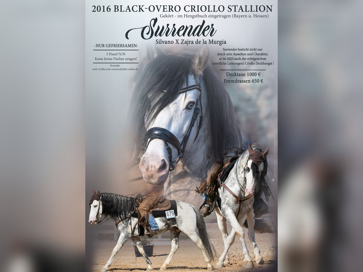 Criollo Stallion Overo-all-colors in Sommerkahl Criollo Stallion Overo-all-colors in Sommerkahl