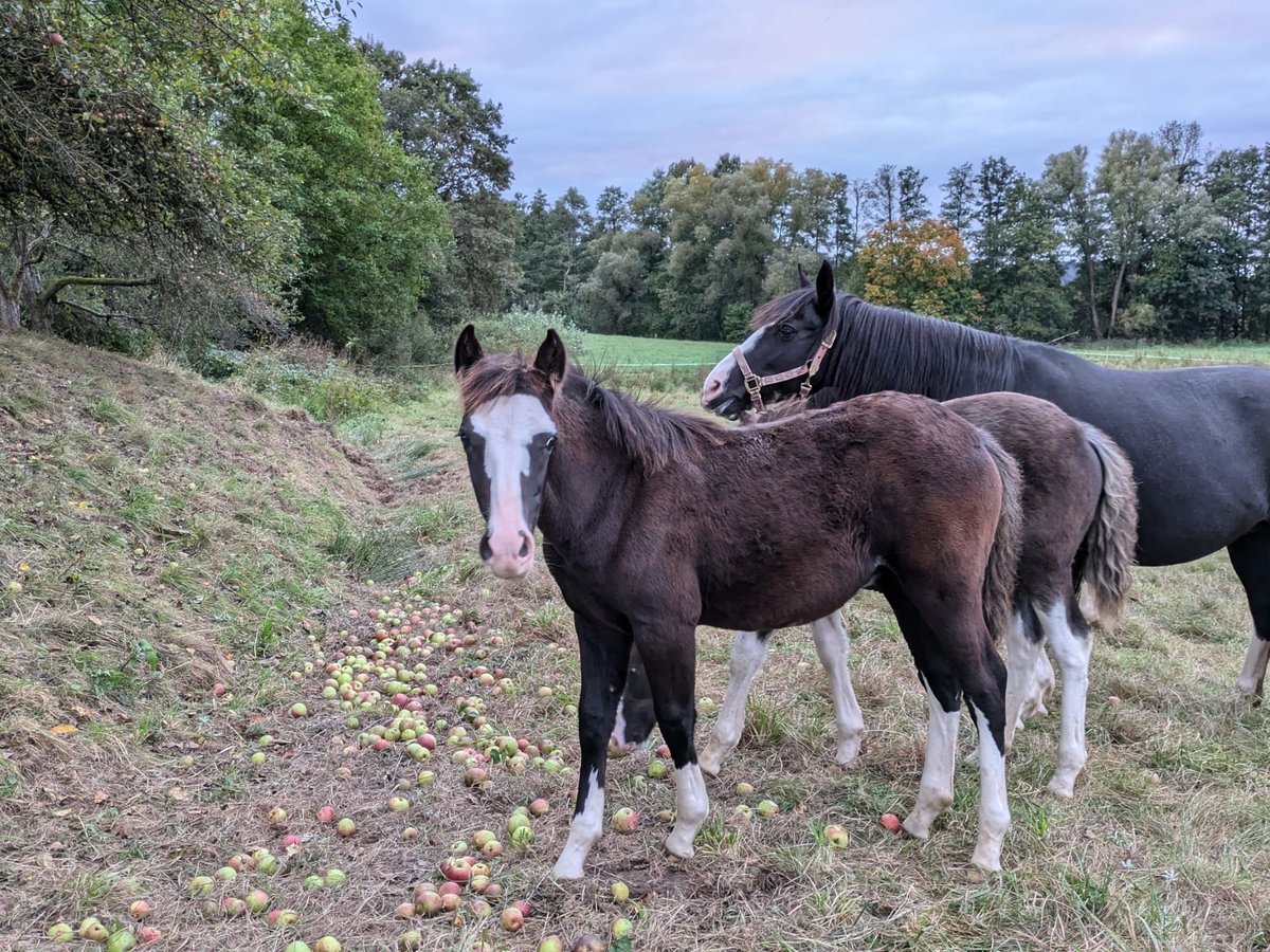 Criollo Stallone Puledri (05/2024) 148 cm Roano blu in Sommerkahl