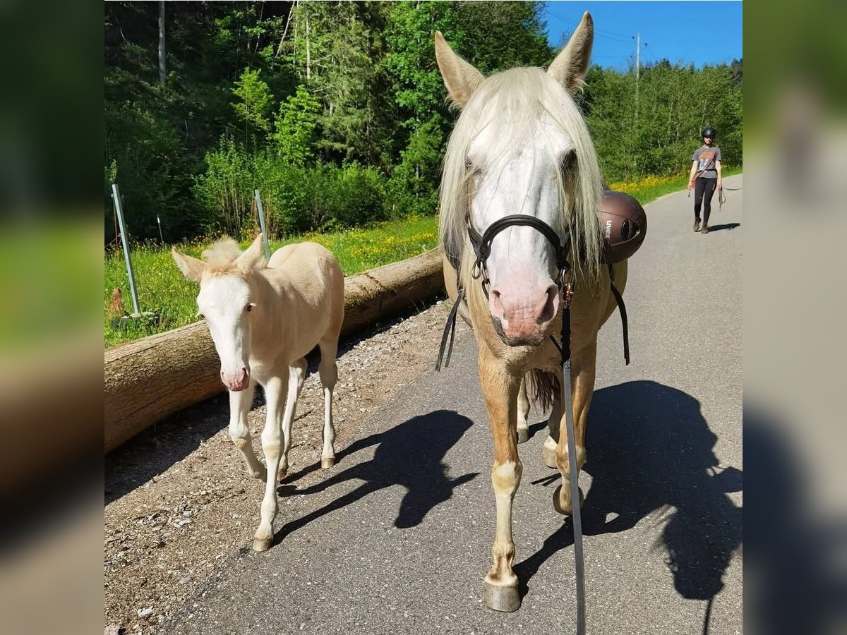 Criollo Stute 10 Jahre 140 cm Palomino in Wolfach