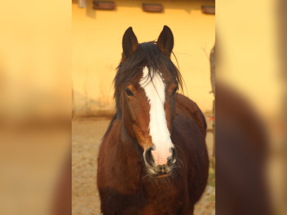 Criollo Stute 10 Jahre 142 cm Brauner in Gailingen am Hochrhein