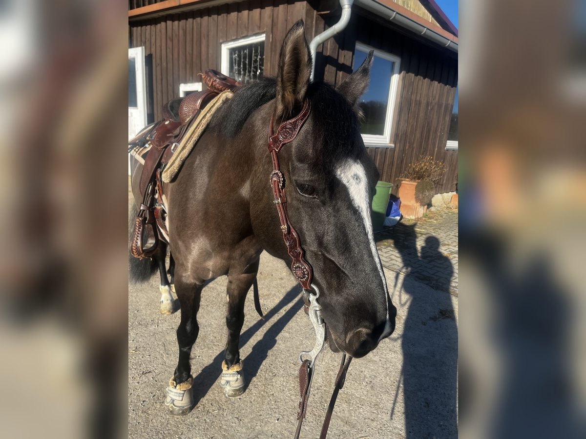 Criollo Stute 12 Jahre 146 cm Grullo in H&#xFC;ffenhardt