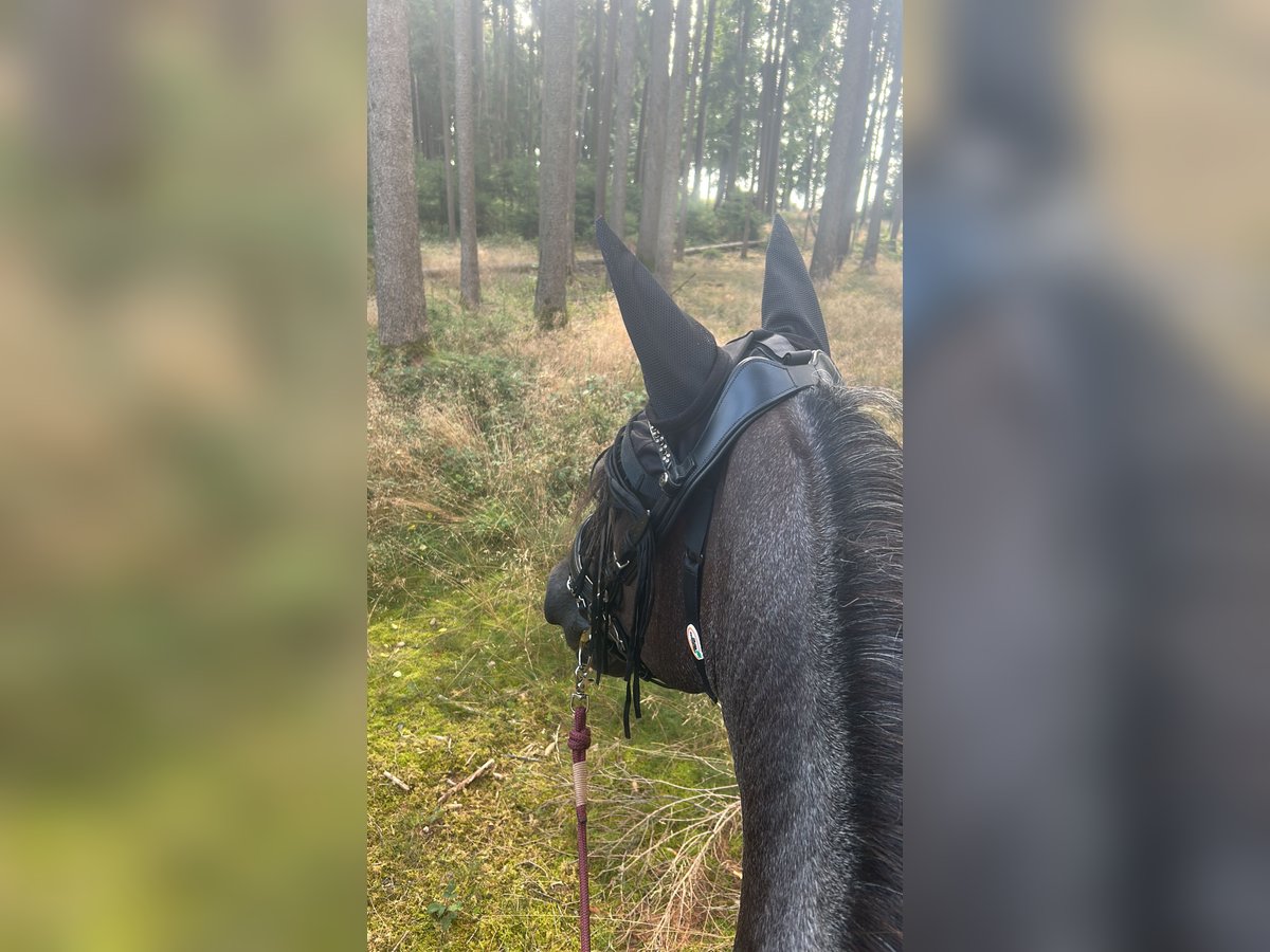Criollo Mix Stute 12 Jahre 155 cm Roan-Blue in N&#xF6;rdlingen