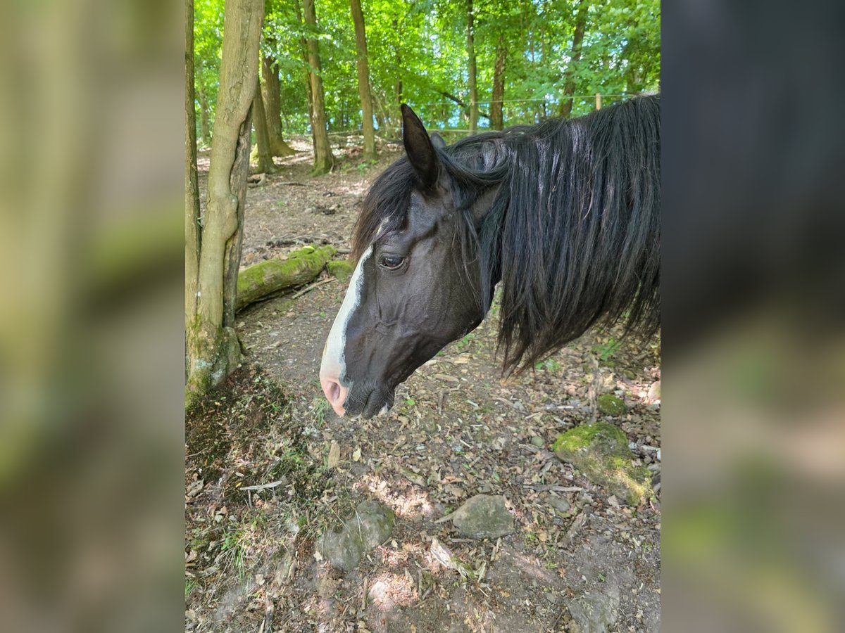 Criollo Stute 16 Jahre 144 cm Rappe in Sommerkahl