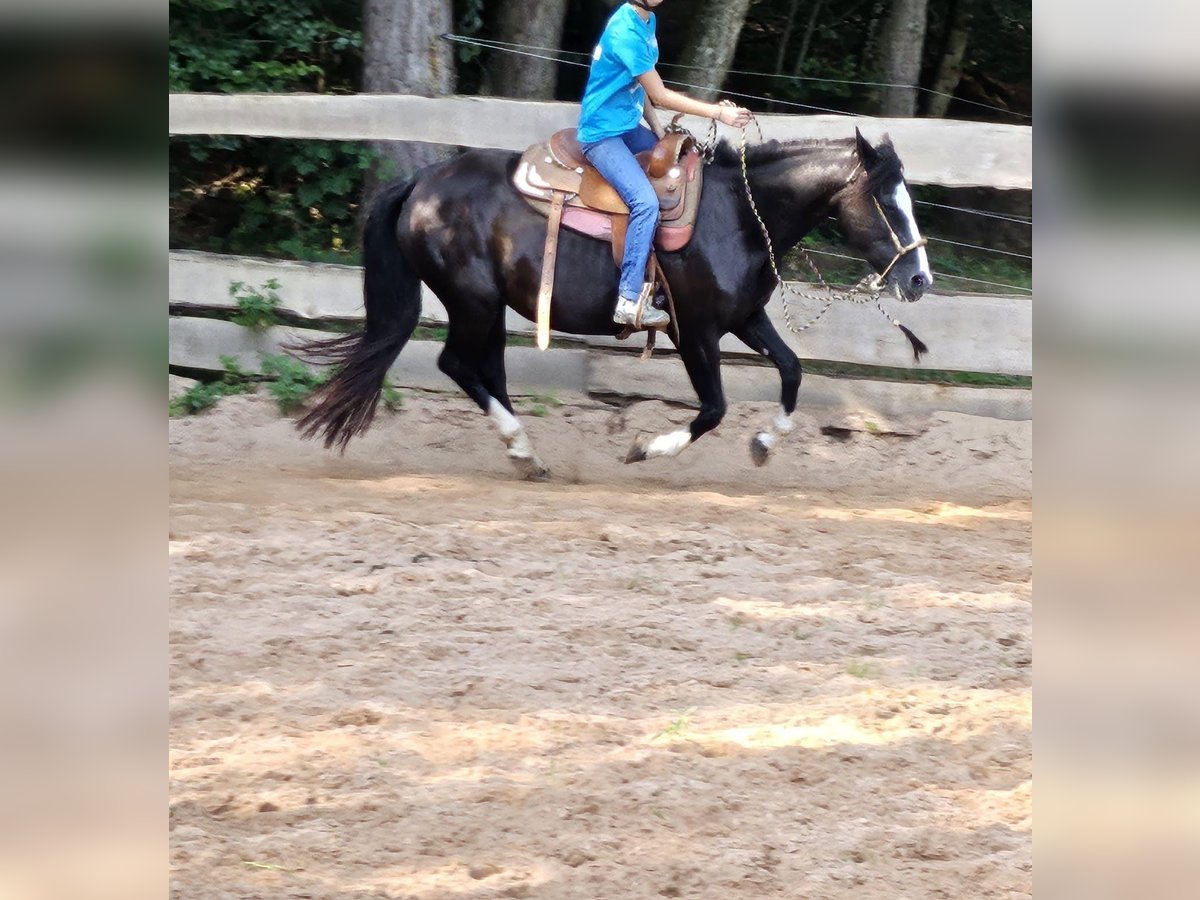 Criollo Stute 16 Jahre 148 cm Rappe in Sommerkahl