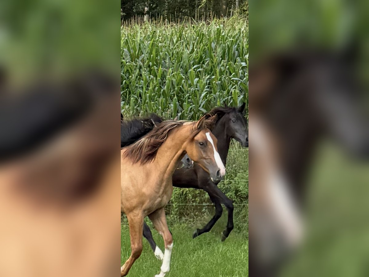 Criollo Stute 1 Jahr 142 cm Red Dun in Mengen