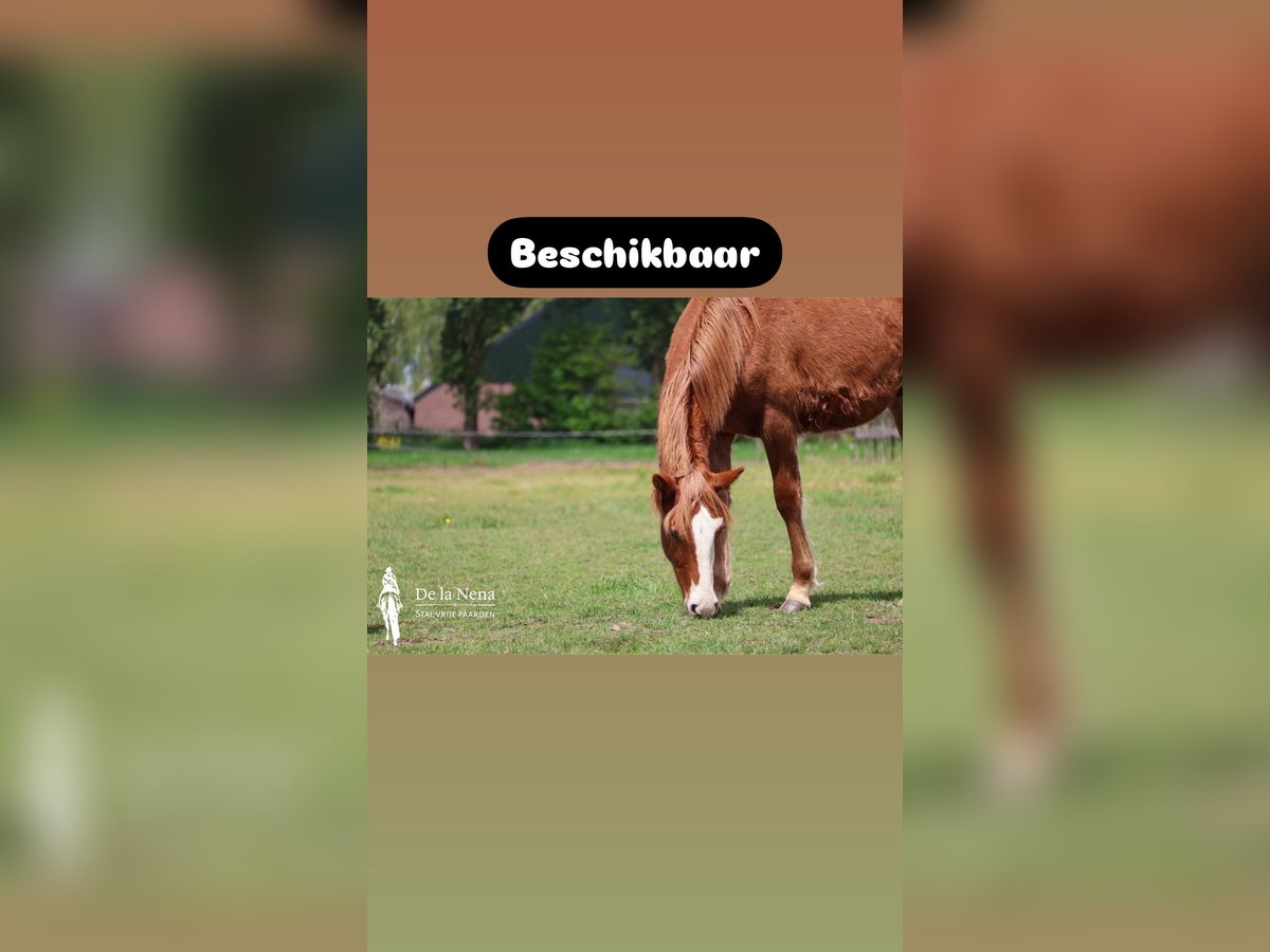 Criollo Stute 1 Jahr Dunkelfuchs in Ossenzijl