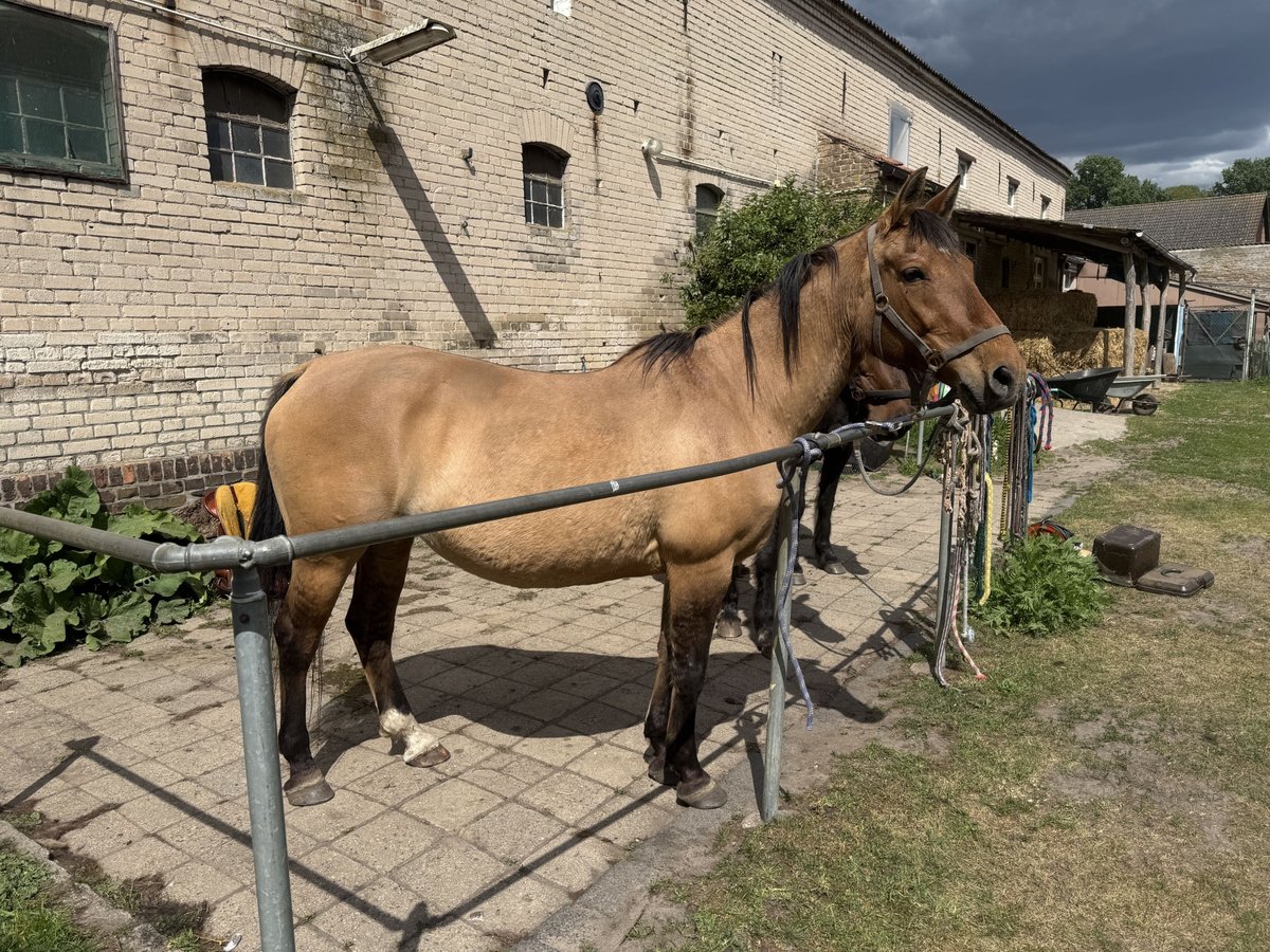 Criollo Mix Stute 21 Jahre Falbe in Thyrow