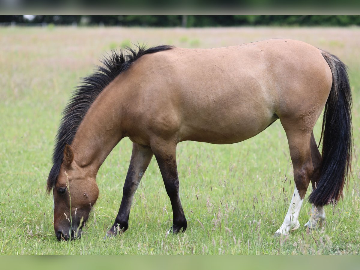 Criollo Stute 3 Jahre 145 cm Falbe in Darmstadt
