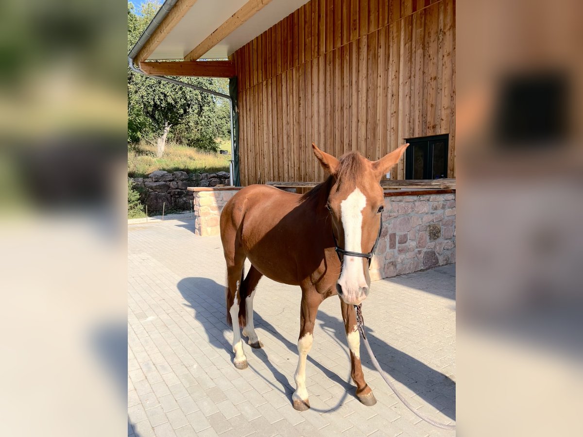 Criollo Stute 3 Jahre Fuchs in Heimbuchenthal
