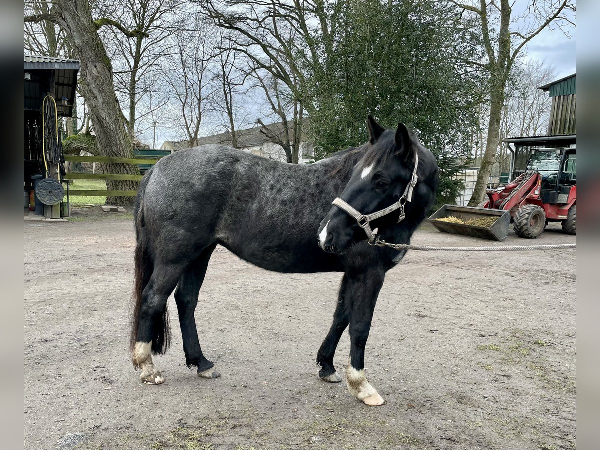 Criollo Stute 5 Jahre 139 cm Roan-Blue in Rostock