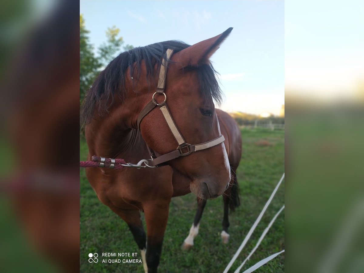 Criollo Stute 6 Jahre 147 cm Brauner in Verzuolo