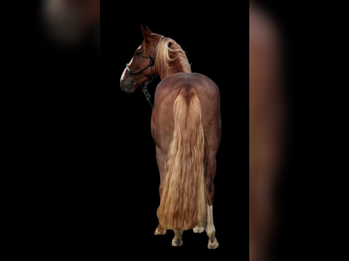 Criollo Stute 7 Jahre 142 cm Fuchs in Habsthal