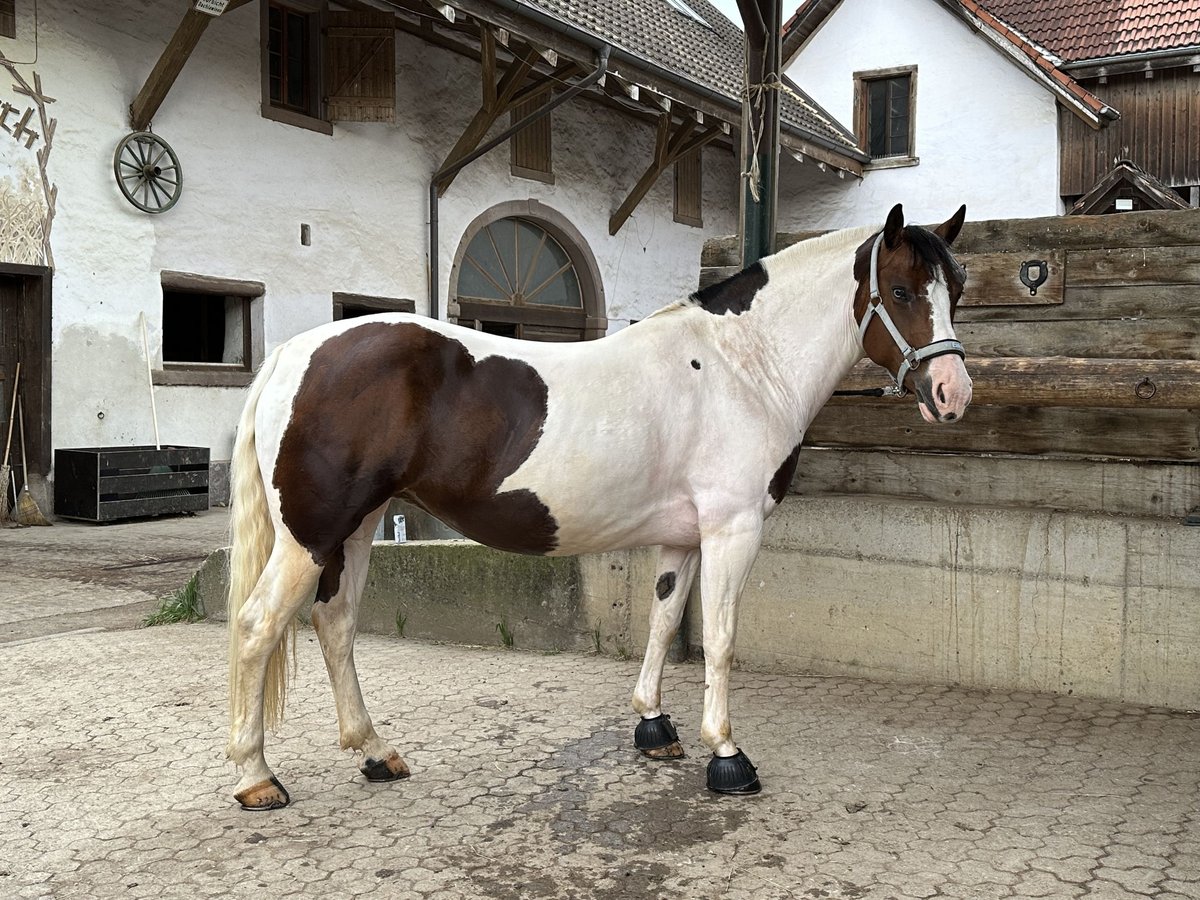 Criollo Stute 7 Jahre 146 cm Schecke in Ralswiek