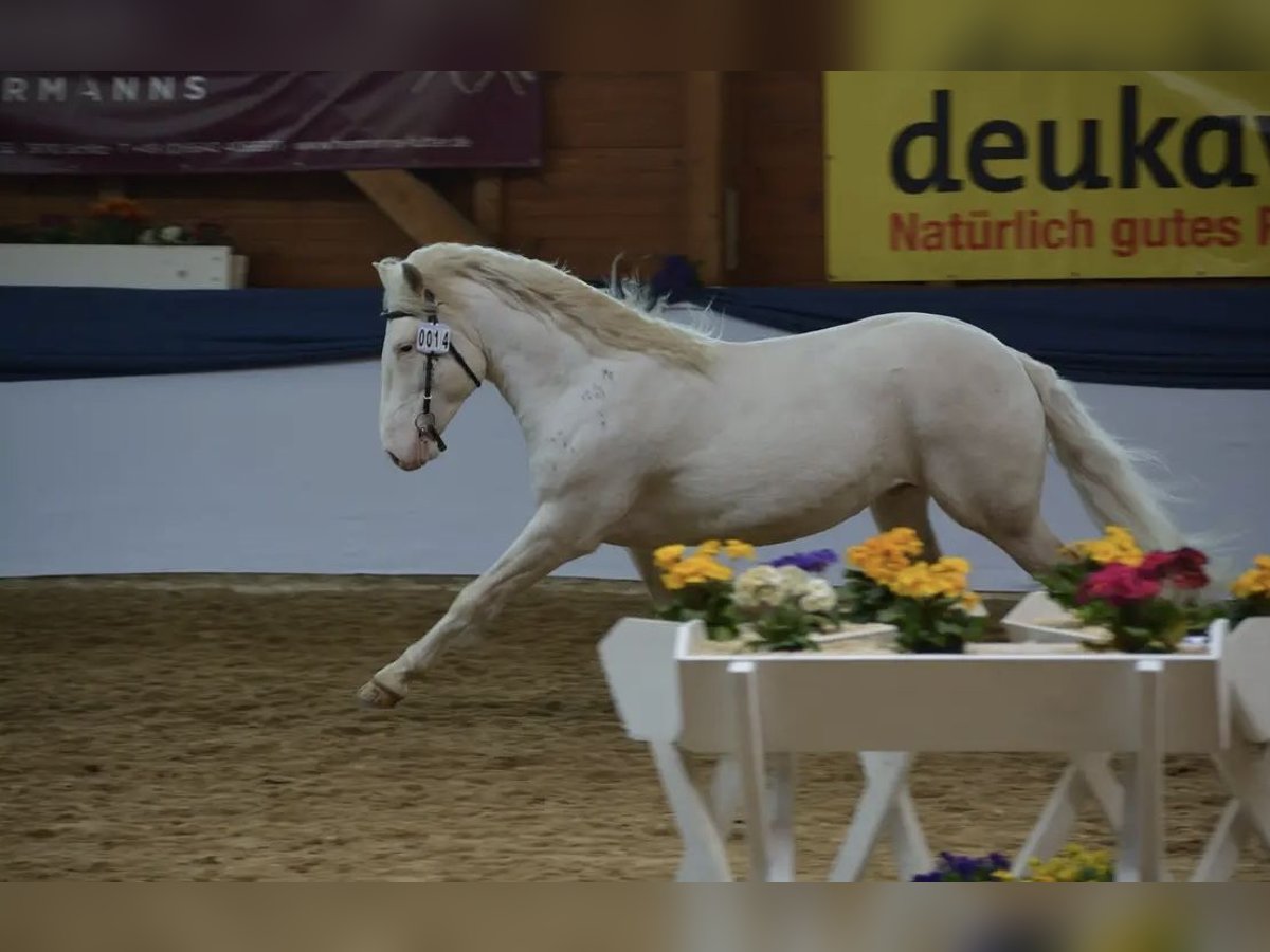 Criollo Valack 9 år 147 cm Overo-skäck-alla-färger in Klingenberg am Main