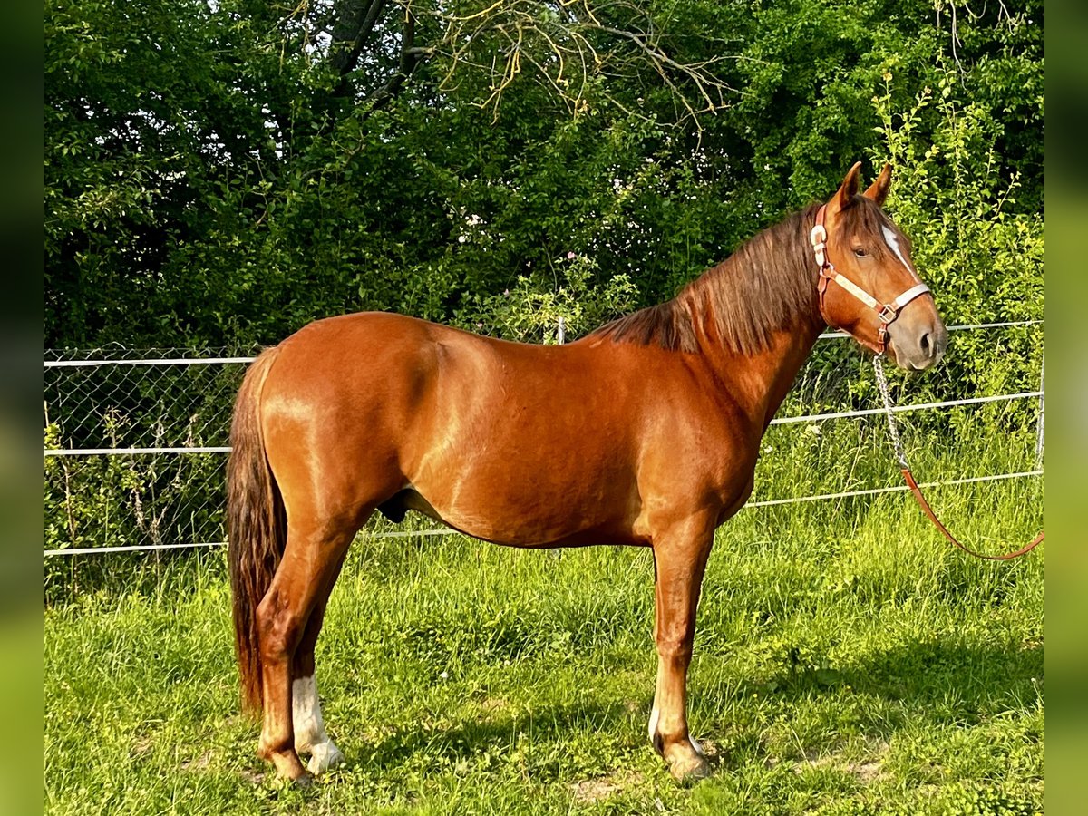Criollo Wałach 2 lat 142 cm Ciemnokasztanowata in Erfurt