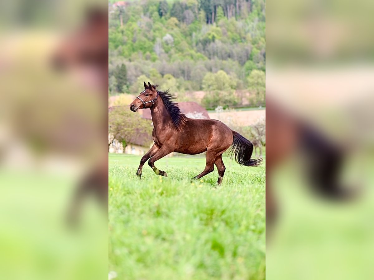 Criollo Mix Wałach 2 lat 145 cm Gniada in Voitsberg