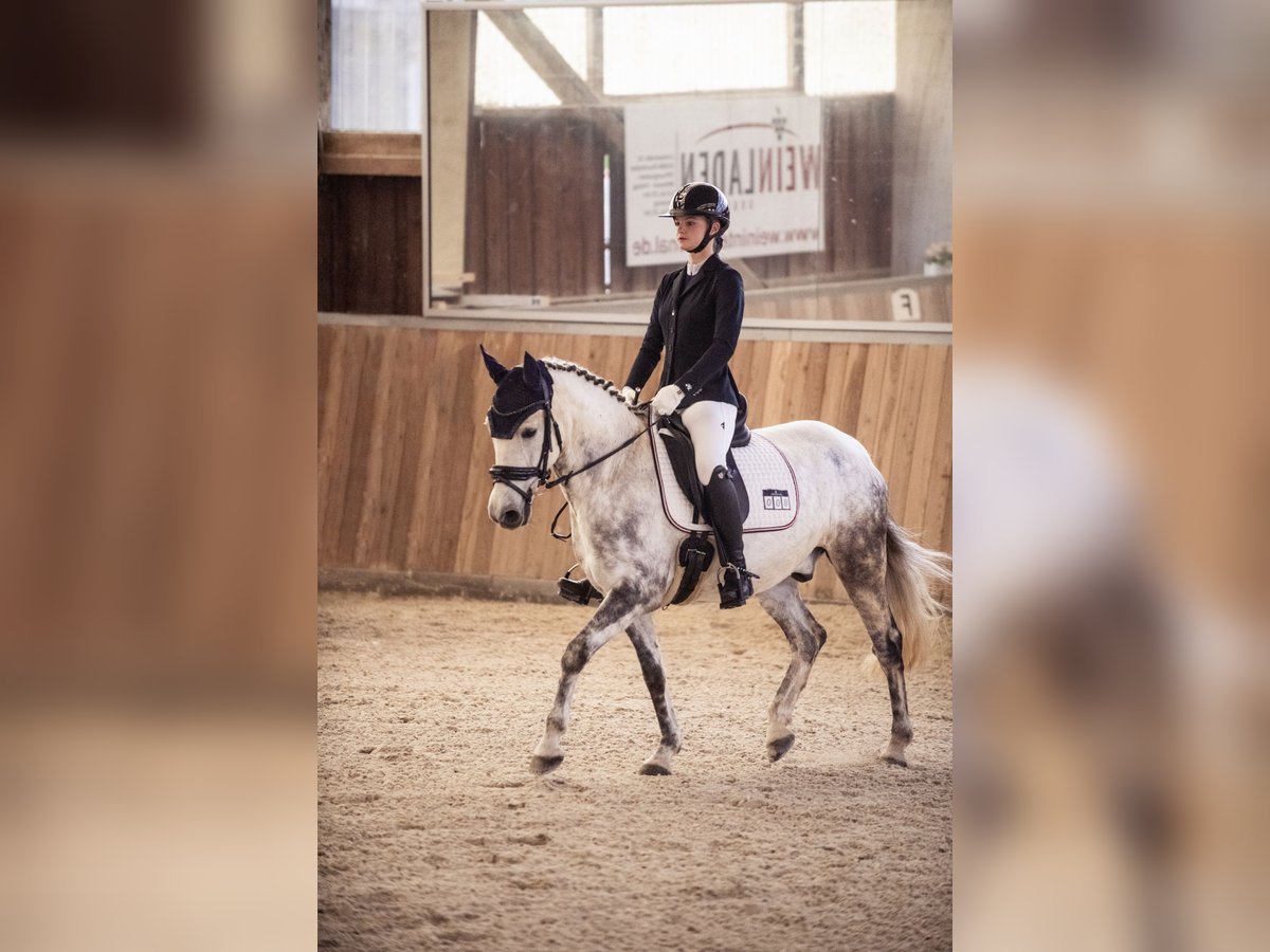 Criollo Wallach 11 Jahre 146 cm Apfelschimmel in Bad Soden-Salm&#xFC;nster