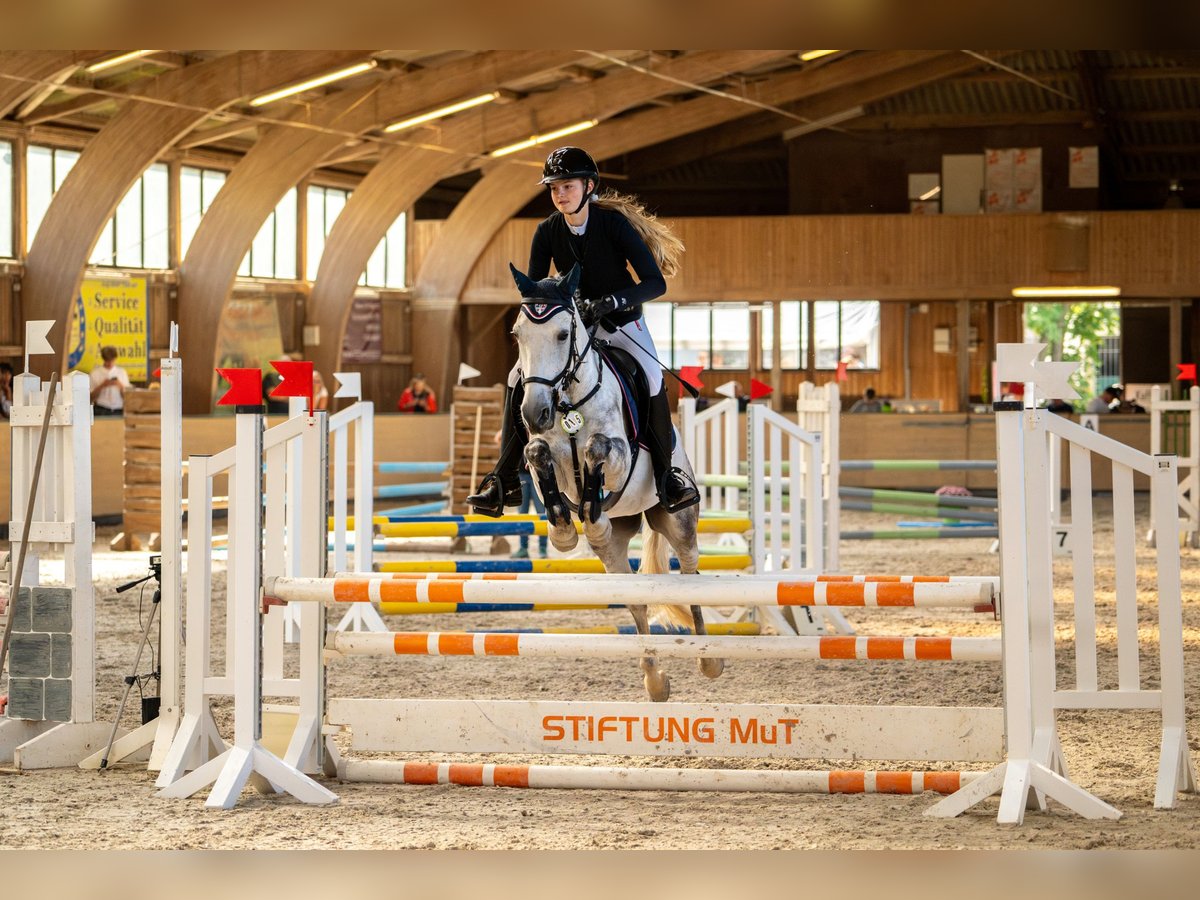 Criollo Wallach 11 Jahre 146 cm Apfelschimmel in Sinntal