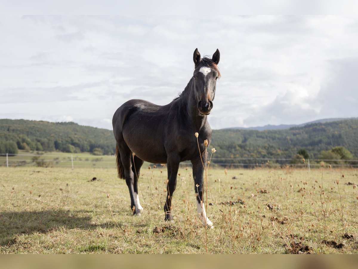Criollo Wallach 1 Jahr 142 cm Schwarzbrauner in Heimbuchenthal Criollo Wallach 1 Jahr 142 cm Schwarzbrauner in Heimbuchenthal