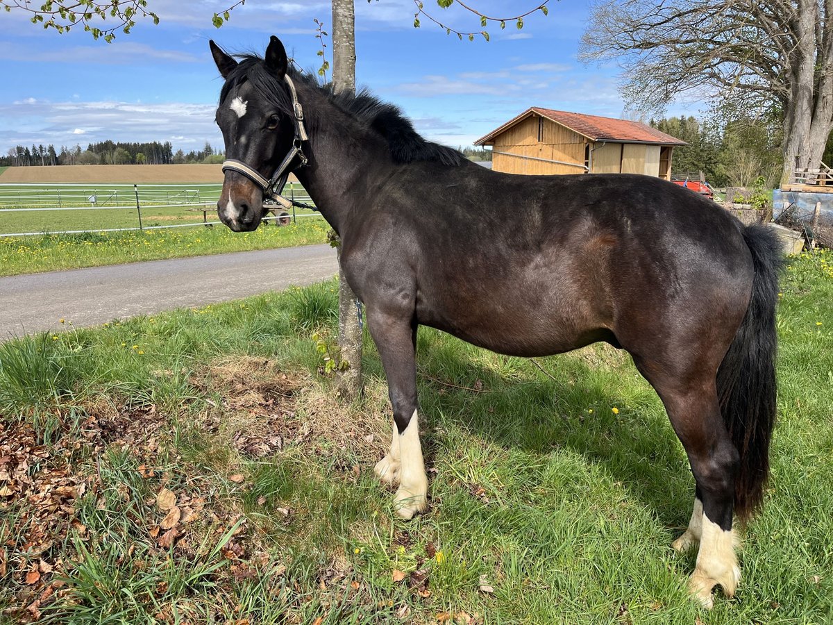 Criollo Wallach 2 Jahre 137 cm Schwarzbrauner in Jengen