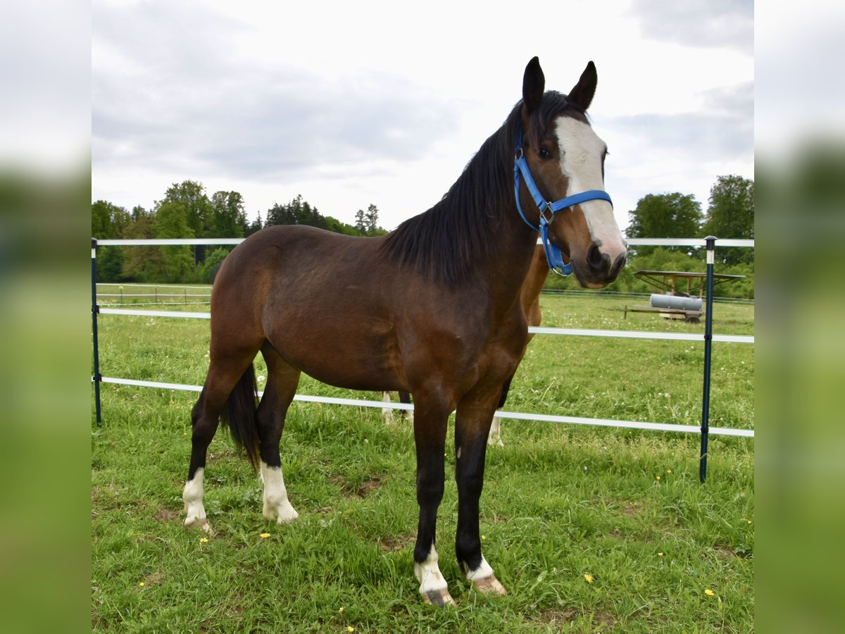 Criollo Wallach 2 Jahre 140 cm Dunkelbrauner in Jengen