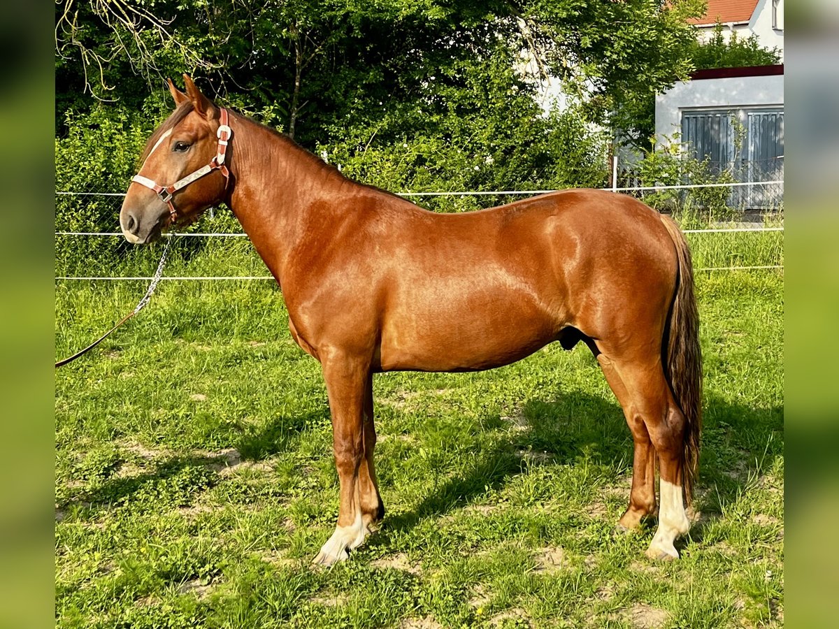 Criollo Wallach 2 Jahre 142 cm Dunkelfuchs in Erfurt