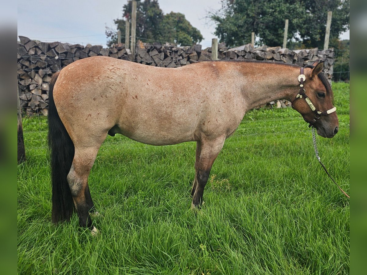 Criollo Wallach 3 Jahre 141 cm Roan-Red in Kressbronn am Bodensee