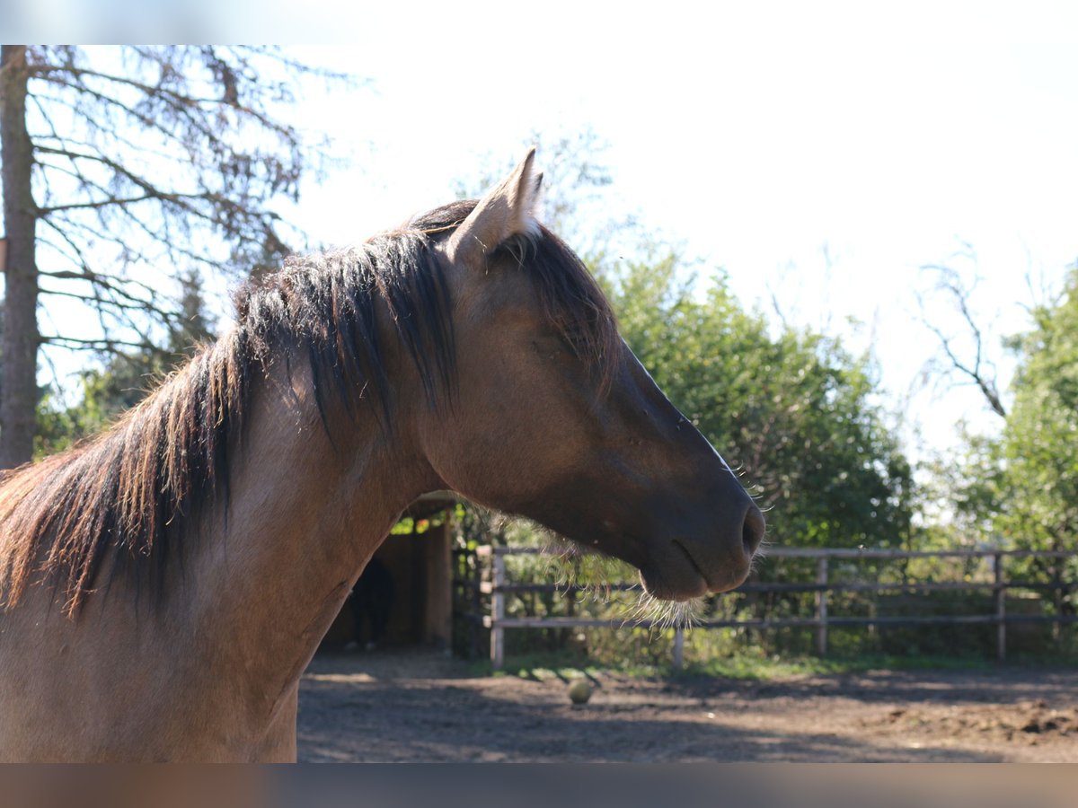 Criollo Wallach 3 Jahre 146 cm Falbe in Luckenwalde