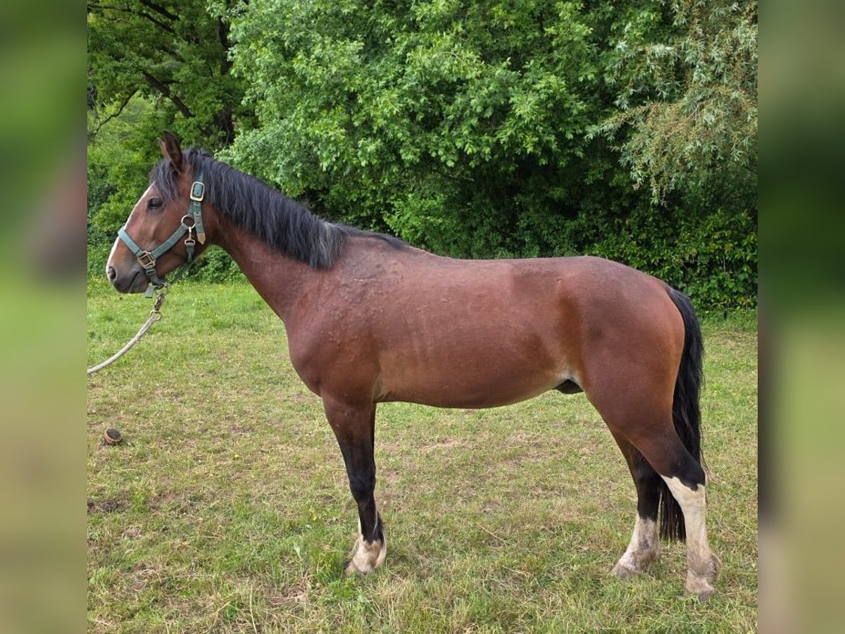 Criollo Wallach 3 Jahre 148 cm Brauner in Sommerkahl Criollo Wallach 3 Jahre 148 cm Brauner in Sommerkahl